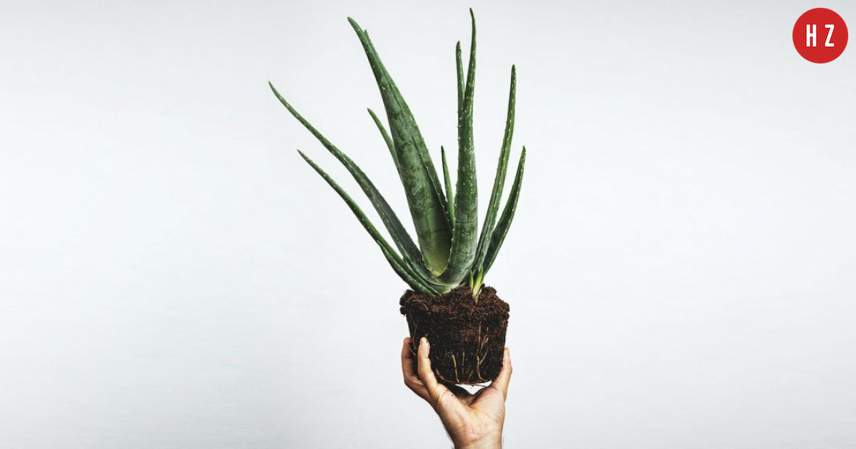 aloe for psoriasis Psoriasis Soften Lotion