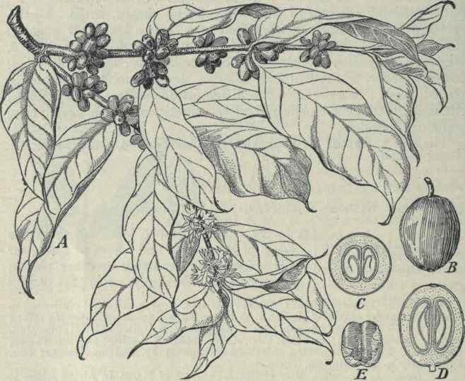 Kawowa mitologia