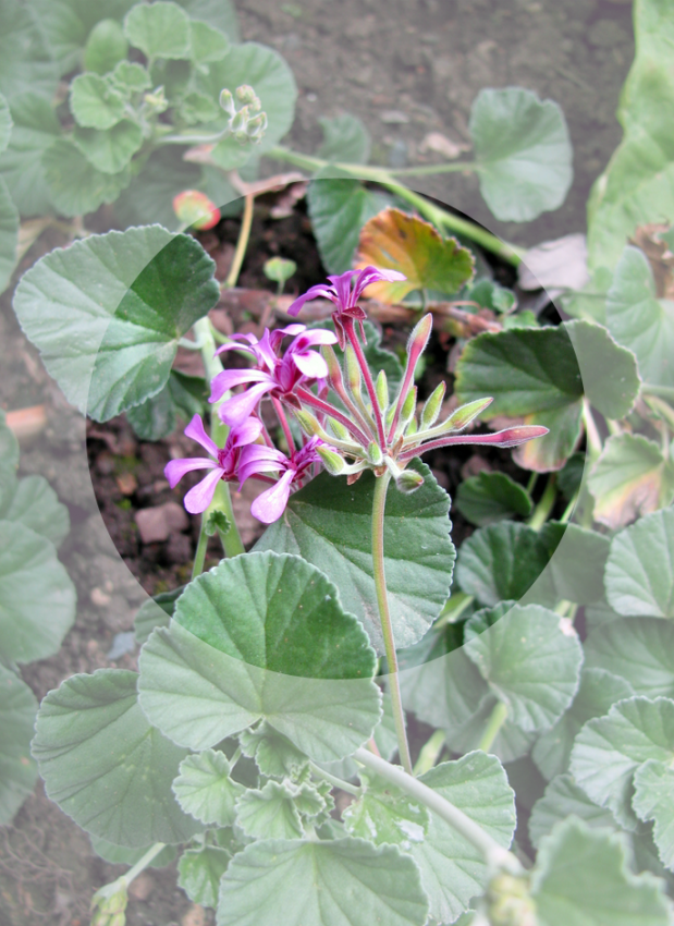 Pelargonia na... przeziębienie