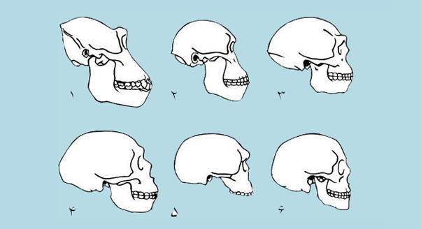 Woda stworzyła Homo sapiens