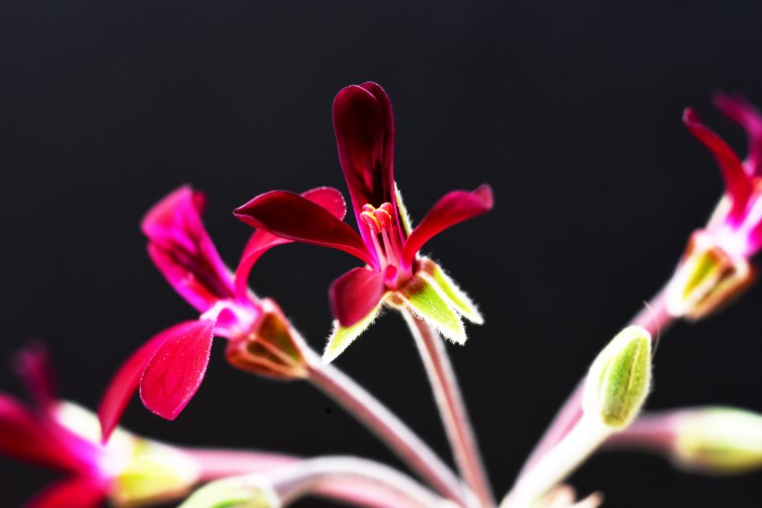 pelargonia afrykańska