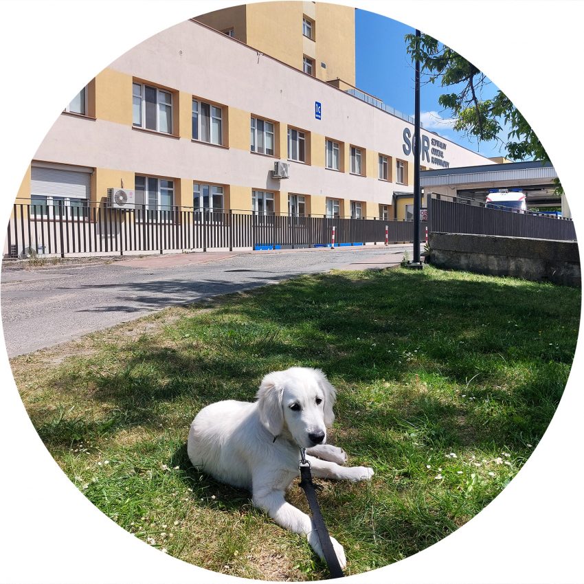 Luna na spacerze przed budynkiem Szpitala Uniwersyteckiego nr 2 im. dr. Jana Biziela w Bydgoszczy - piesek rasy golden retriever leży na trawie przed budynkiem szpitala