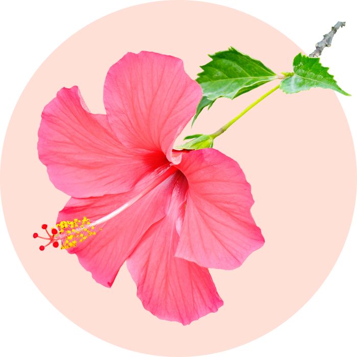 hibiskus grafika: Design Center