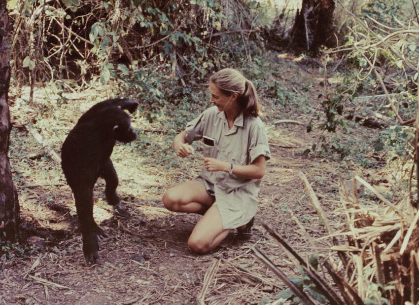 Jane Goodall - Hello Zdrowie