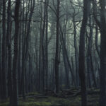 Słowiński Park Narodowy / Fot. Olsza Grochowska