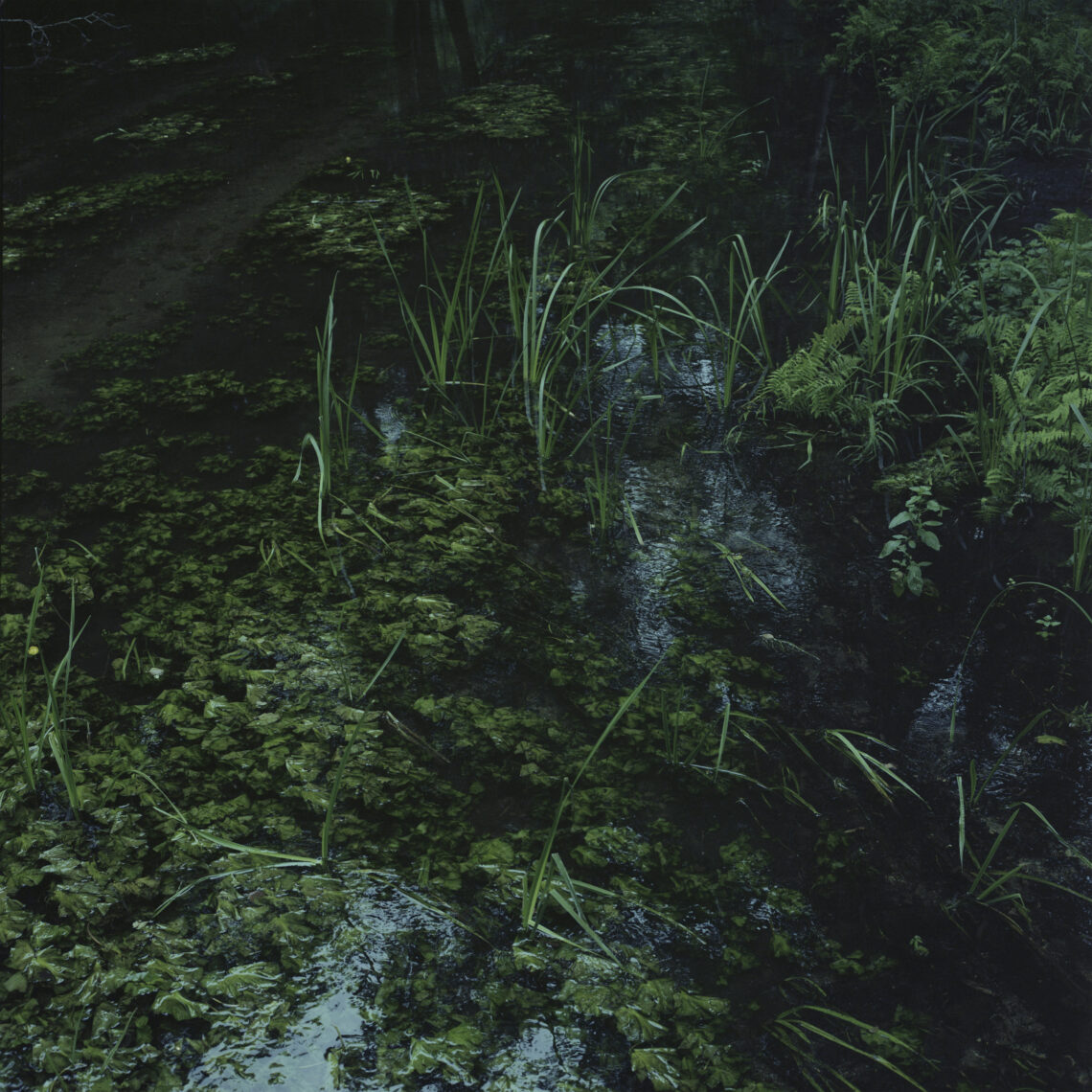 Wigierski Park Narodowy / Fot. Olsza Grochowska