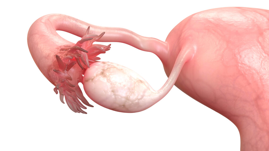 Anatomia jajnika - Hello Zdrowie